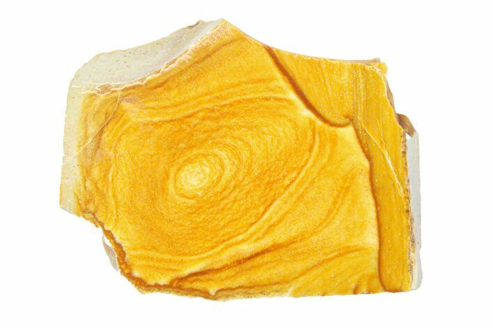 Polished Golden Picture Jasper Section - Nevada #281720